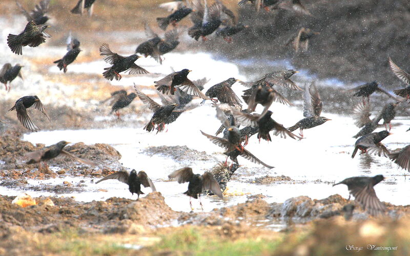 Common Starlingadult post breeding, Flight