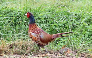 Common Pheasant