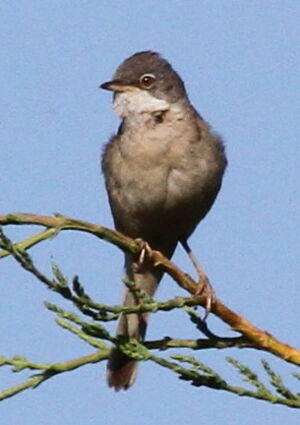 Common Whitethroat