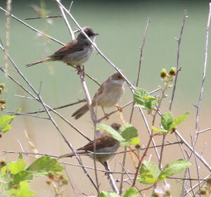 Common Whitethroat