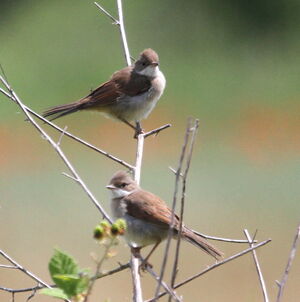 Common Whitethroat