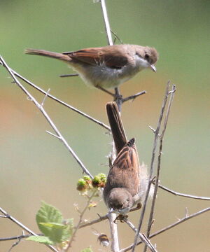Common Whitethroat