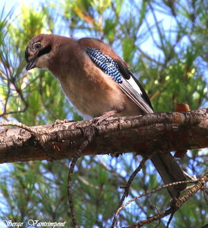 Eurasian Jay 
&copy; Serge Vantrimpont