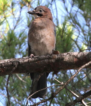 Eurasian Jay 
&copy; Serge Vantrimpont