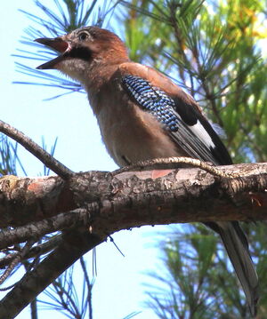 Eurasian Jay 
&copy; Serge Vantrimpont