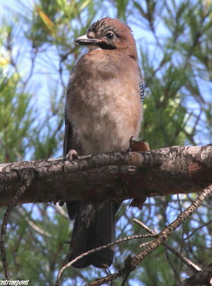 Eurasian Jay 
&copy; Serge Vantrimpont