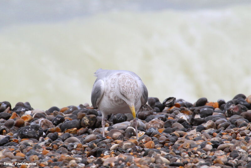 European Herring Gull, feeding habits, Behaviour
