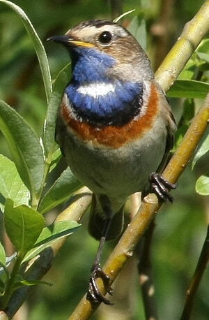 Gorgebleue � miroir