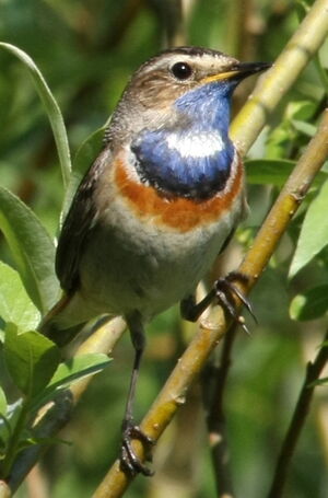 Gorgebleue � miroir