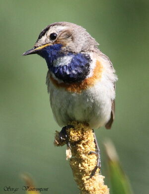 Gorgebleue � miroir