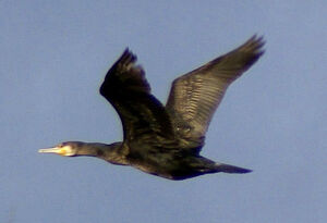 Grand Cormoran
