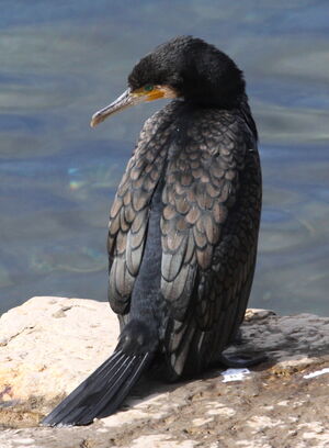 Great Cormorant 
&copy; Serge Vantrimpont