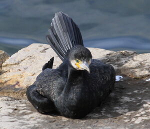 Great Cormorant 
&copy; Serge Vantrimpont