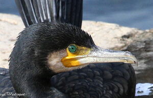 Great Cormorant 
&copy; Serge Vantrimpont
