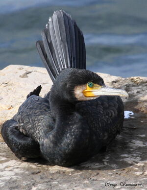 Great Cormorant 
&copy; Serge Vantrimpont