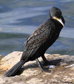 Great Cormorant 
&copy; Serge Vantrimpont