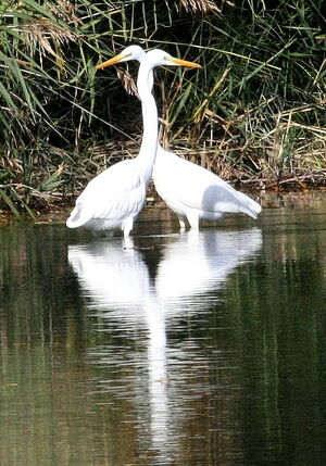 Western Great Egret