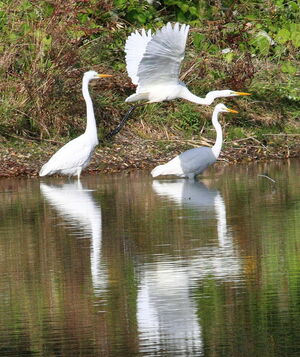 Western Great Egret