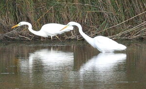 Western Great Egret