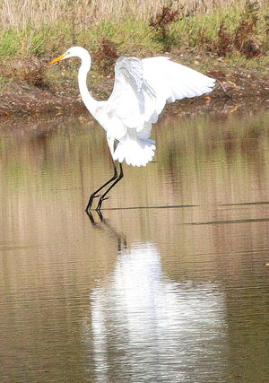 Western Great Egret