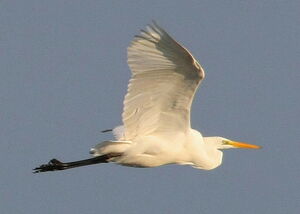 Western Great Egret