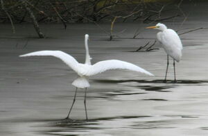 Western Great Egret