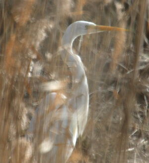 Western Great Egret
