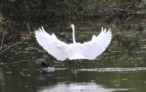 Western Great Egret