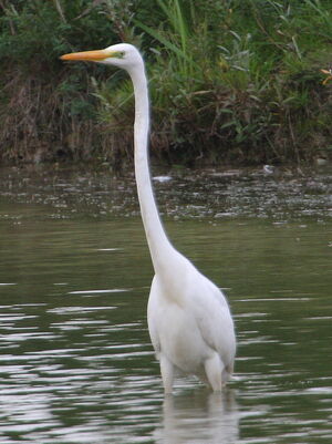 Western Great Egret