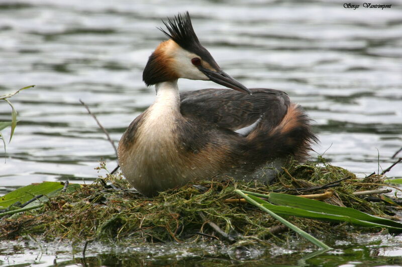 Great Crested Grebeadult breeding, Reproduction-nesting