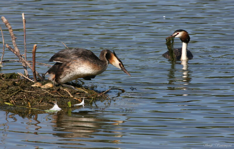 Great Crested Grebe adult, Reproduction-nesting