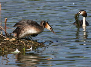 Great Crested Grebe