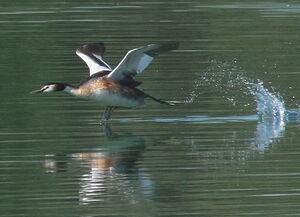 Great Crested Grebe