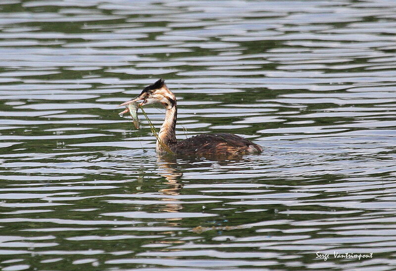 Great Crested Grebe, identification, swimming, fishing/hunting