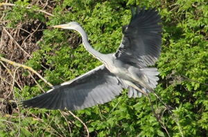 Grey Heron