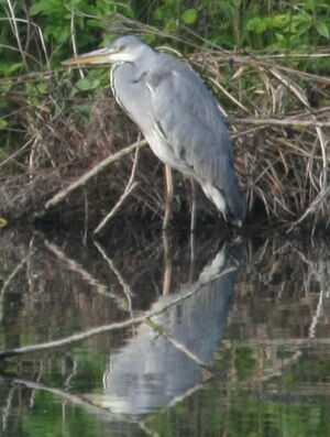 Grey Heron