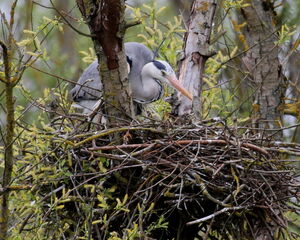 Grey Heron