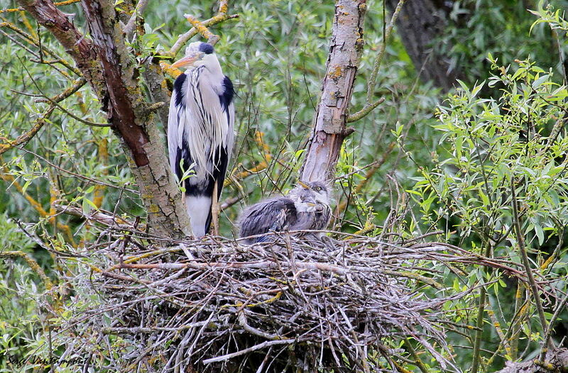 Grey Heron female First year, Reproduction-nesting
