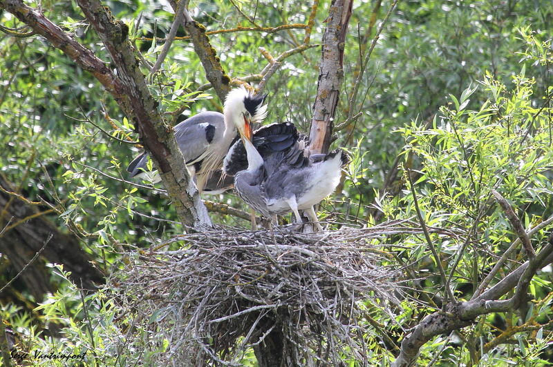 Grey Heron female First year, feeding habits, Reproduction-nesting