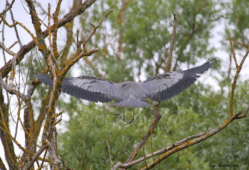 Grey HeronFirst year, Flight, Reproduction-nesting, Behaviour