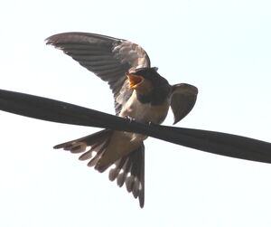 Hirondelle rustique