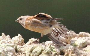 Common Linnet 
&copy; Serge Vantrimpont