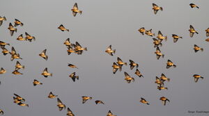 Common Linnet 
&copy; Serge Vantrimpont