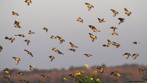Common Linnet 
&copy; Serge Vantrimpont