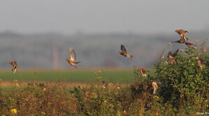 Common Linnet 
&copy; Serge Vantrimpont