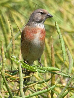 Common Linnet 
&copy; Serge Vantrimpont