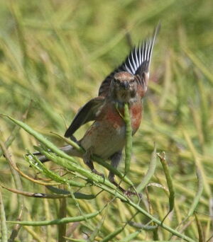 Common Linnet 
&copy; Serge Vantrimpont