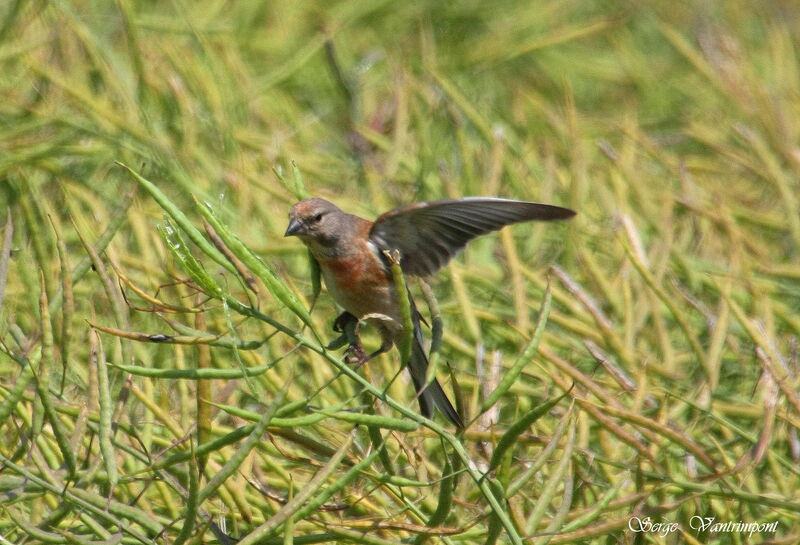 Common Linnet male adult, Flight