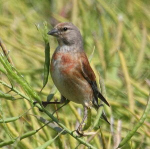 Common Linnet 
&copy; Serge Vantrimpont