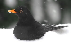 Common Blackbird 
&copy; Serge Vantrimpont